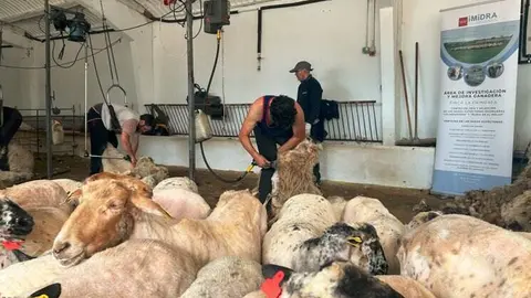 Jornada de esquileo - Foto Comunidad de Madrid