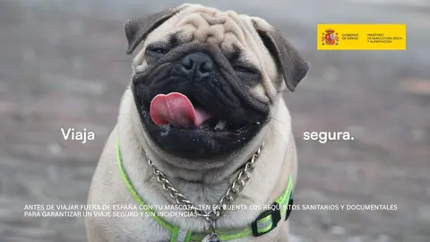El Gobierno lanza una campa&ntilde;a informativa para evitar la retenci&oacute;n de mascotas en viajes internacionales - Imagen del Ministerio de Agricultura, Pesca y Alimentaci&oacute;n