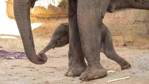 Cr&iacute;a de elefante asi&aacute;tico de Sumatra Zoo Madrid
