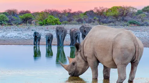 Un rinoceronte bebiendo agua frente a elefantes en el Parque Nacional de Etosha, Namibia. / Adobe Stock