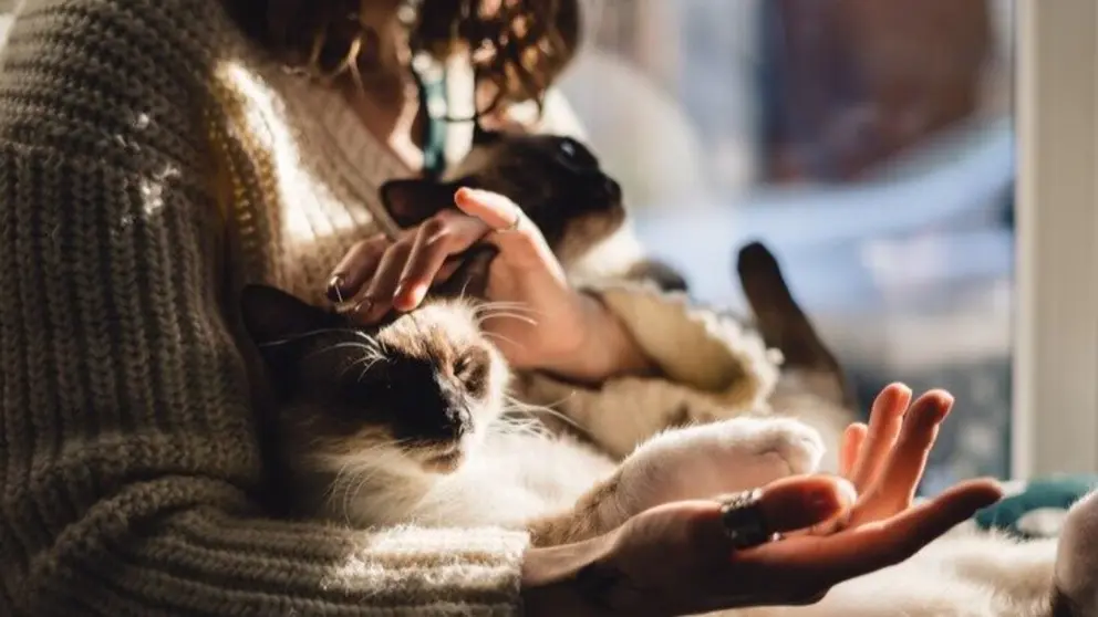 Animales - Foto ArthurHidden