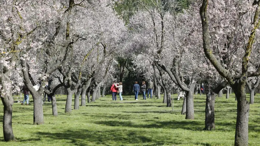 Almendros en flor en Quinta de los Molinos