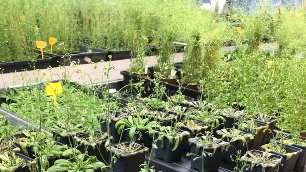 Plantas &lsquo;Arabidopsis thaliana&rsquo; en el laboratorio del IBMCP