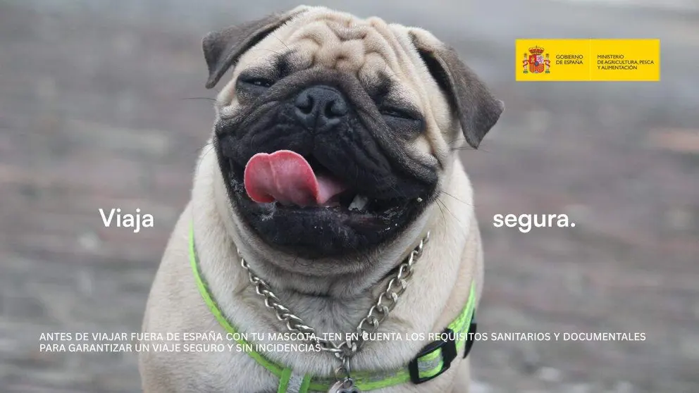 El Gobierno lanza una campa&ntilde;a informativa para evitar la retenci&oacute;n de mascotas en viajes internacionales - Imagen del Ministerio de Agricultura, Pesca y Alimentaci&oacute;n