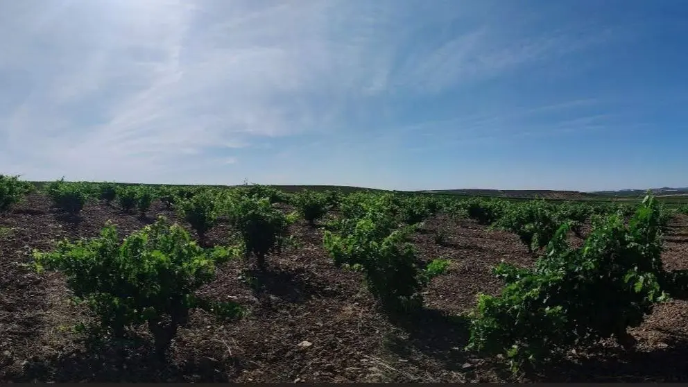 Vi&ntilde;as Espa&ntilde;a