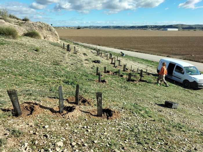 International Paper impulsa la biodiversidad en Madrid con la plantación de 130 árboles autóctonos en Villamanrique de Tajo