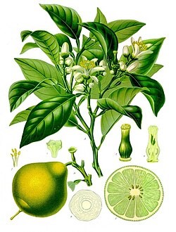 Bergamota. Citrus bergamina