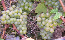 Albarin-Blanco - Las Moléculas del Vino