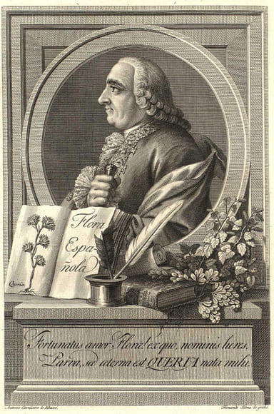 Grabado del Dr Joseph Quer incluido en su obra Flora Española continuada por Casimiro Gómez Ortega en 1784