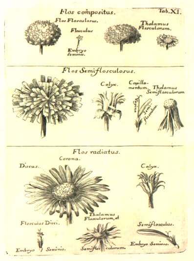 Tabal XI del libro Flora Española de Joseph Quer de 1762