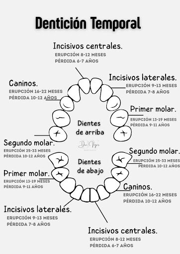 Dentición temporal
