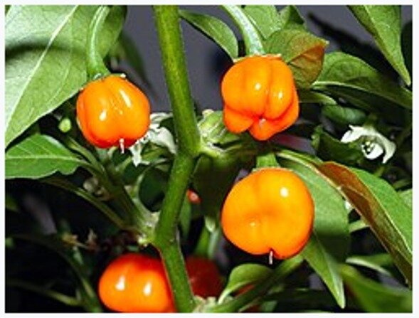 Imagen libre de autoría de Capsicum chinense (habanero).