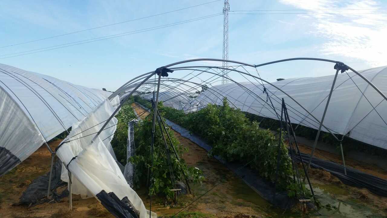 Cultivo afectado - Foto de freshuelva